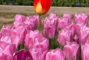Standing Out