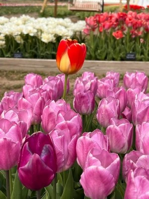 Standing Out